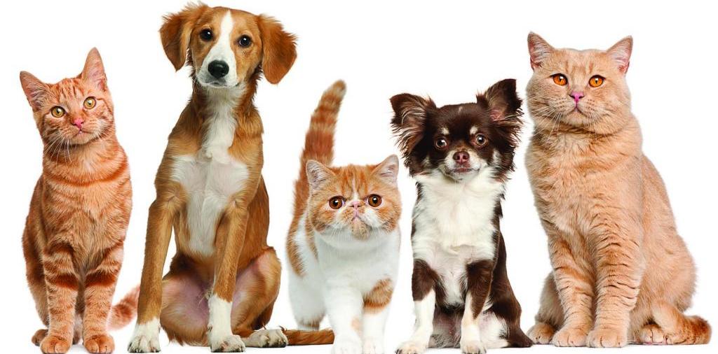 Доска объявлений о животных | ЗооТом - продажа, вязка и услуги для животных в Дзержинске