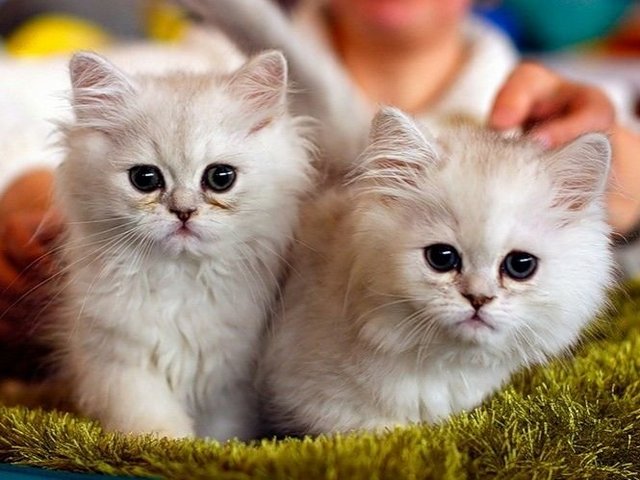 Породы кошек в Дзержинске | ЗооТом портал о животных