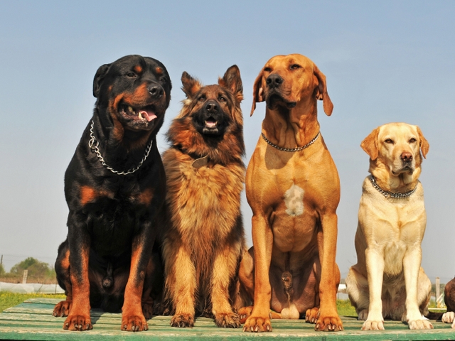 Крупные породы собак в Дзержинске | ЗооТом портал о животных