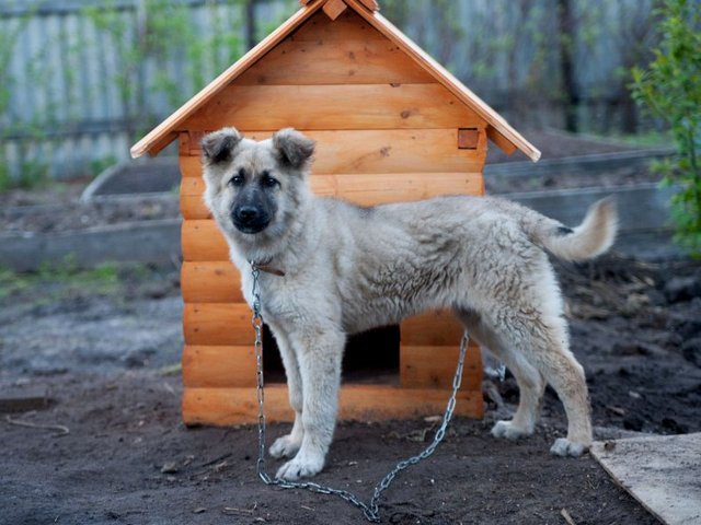 Все о собаках в Дзержинске Все о собаках в Дзержинске